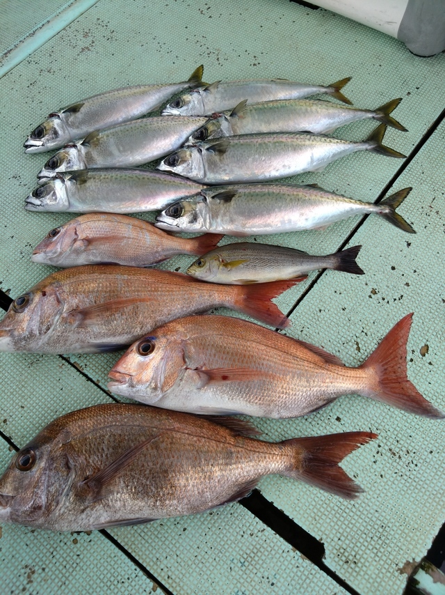 タイ(マダイ)・イサギ(イサキ)・サバ(マサバ)
