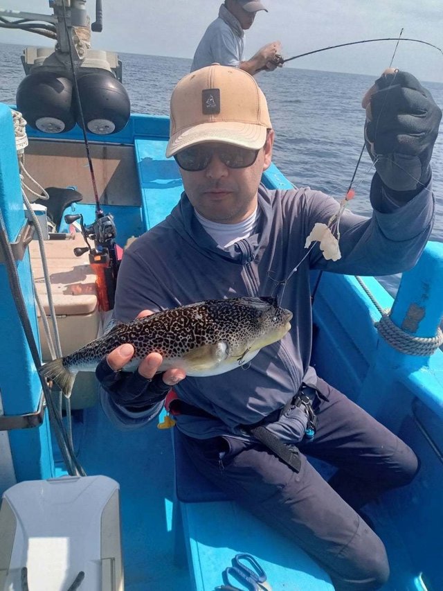 ショウサイフク(ショウサイフグ)