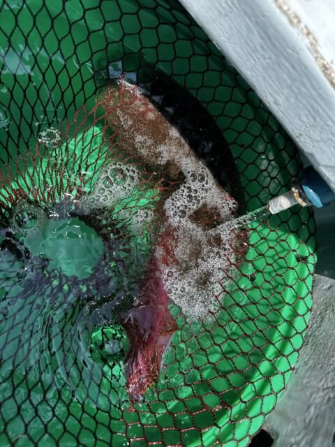 マルイカ(ケンサキイカ)