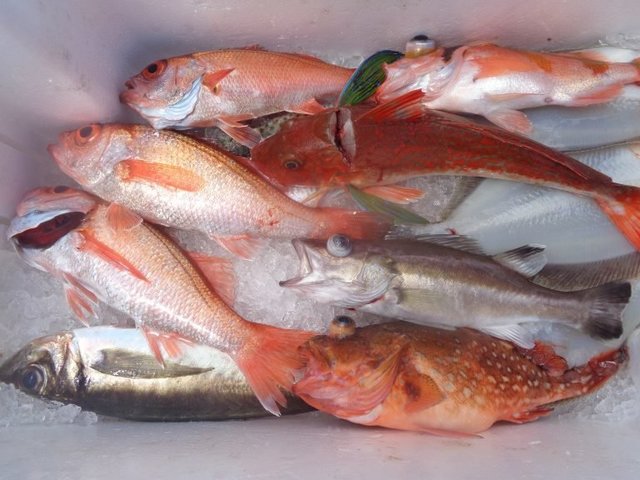 アラ・アジ(マアジ)・アカムツ・ホウボウ