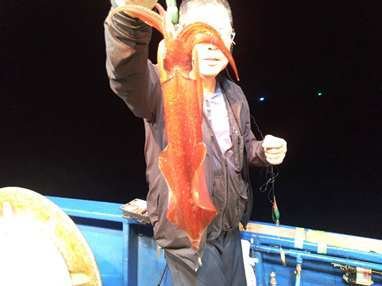 マイカ(ケンサキイカ)