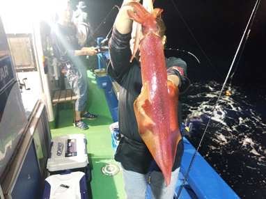 マイカ(ケンサキイカ)