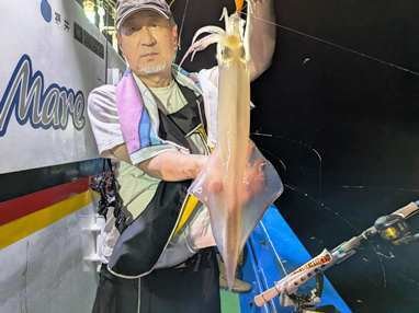 マイカ(ケンサキイカ)