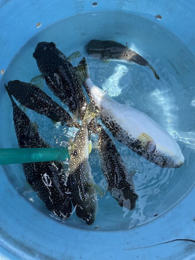 フグ(ショウサイフグ)