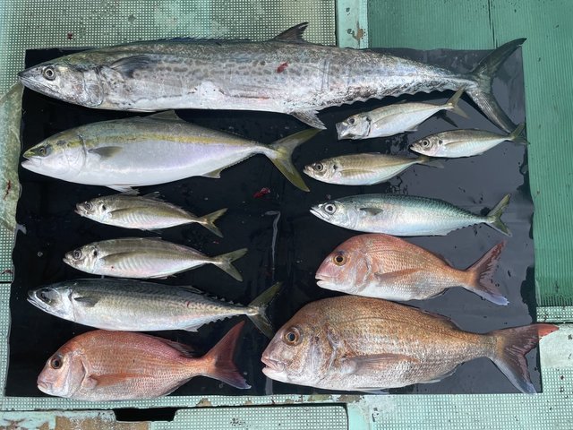 マダイ・マアジ・ハマチ(ブリ)・マサバ・サワラ