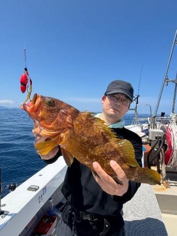 アコウ(キジハタ)