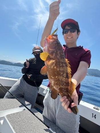 アコウ(キジハタ)