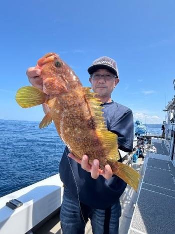 アコウ(キジハタ)