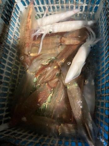 マイカ(ケンサキイカ)