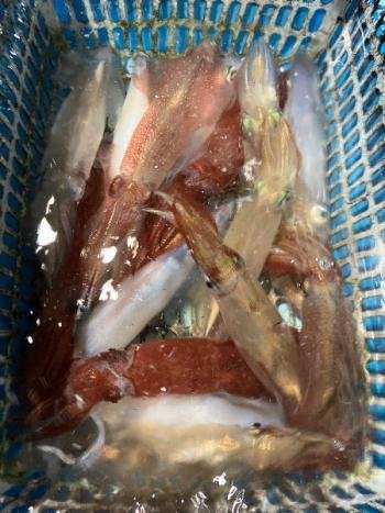 マイカ(ケンサキイカ)