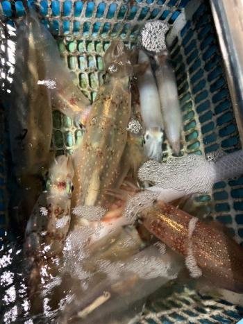 マイカ(ケンサキイカ)