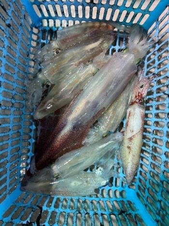 マイカ(ケンサキイカ)