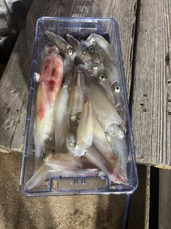 マイカ(ケンサキイカ)