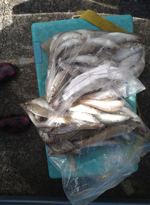 キス(シロギス)