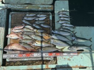 マダイ・マアジ・マサバ