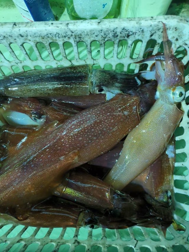 イカ(ケンサキイカ)