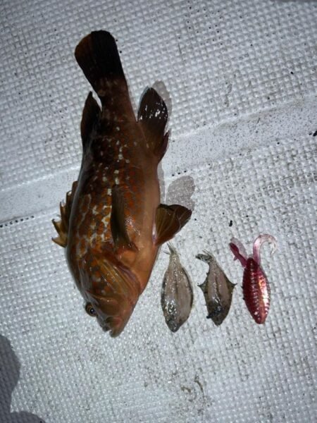 アコウ(キジハタ)