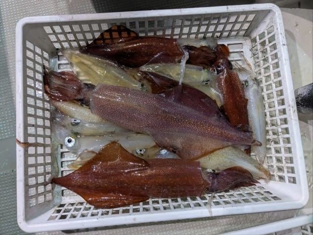 アカイカ(ケンサキイカ)