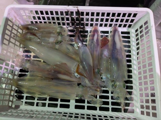 アカイカ(ケンサキイカ)