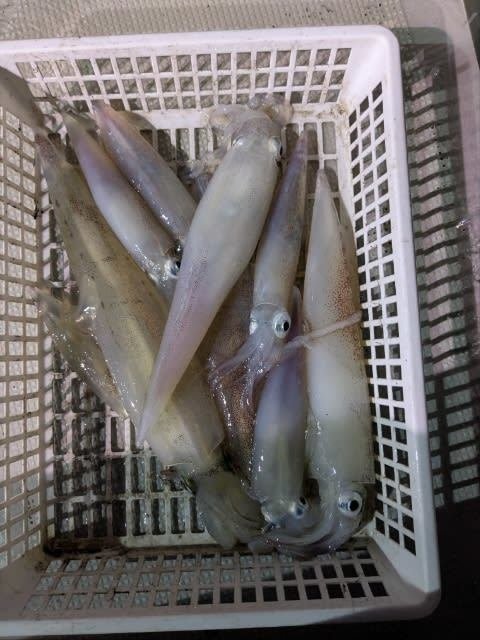 アカイカ(ケンサキイカ)