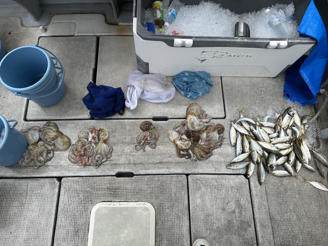 アジ(マアジ)・タコ(マダコ)