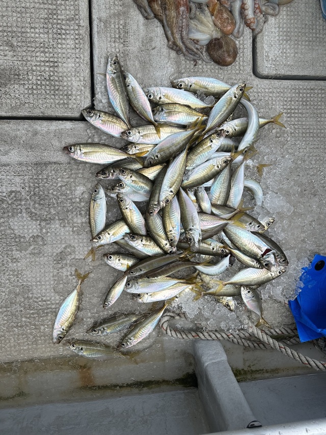 アジ(マアジ)・タコ(マダコ)