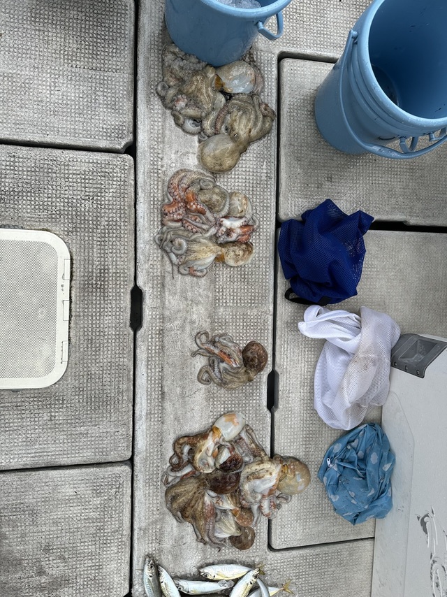 アジ(マアジ)・タコ(マダコ)