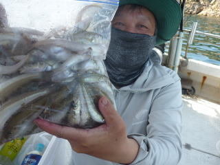 キス(シロギス)