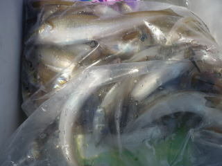 キス(シロギス)