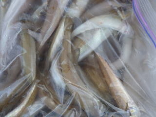 キス(シロギス)