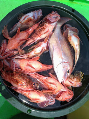 マダイ・カサゴ