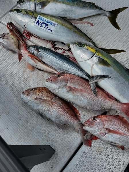 マダイ・ブリ・サゴシ(サワラ)