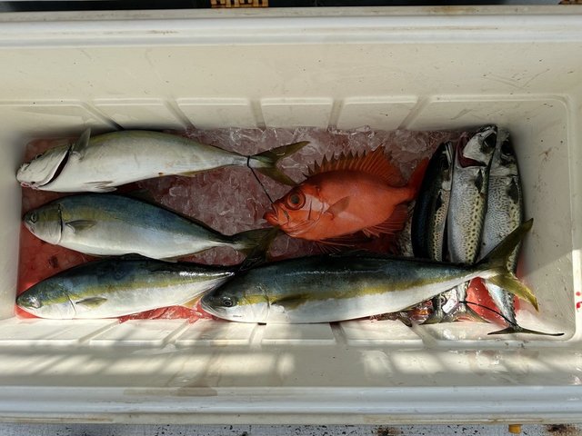 イナダ(ブリ)・ヒラマサ・サバ(マサバ)