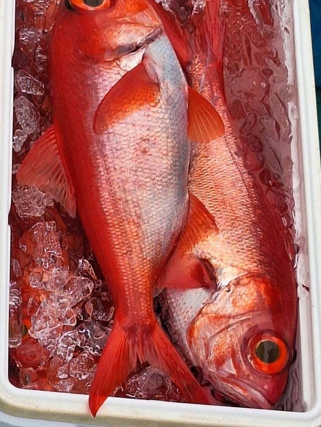 キンメ(キンメダイ)