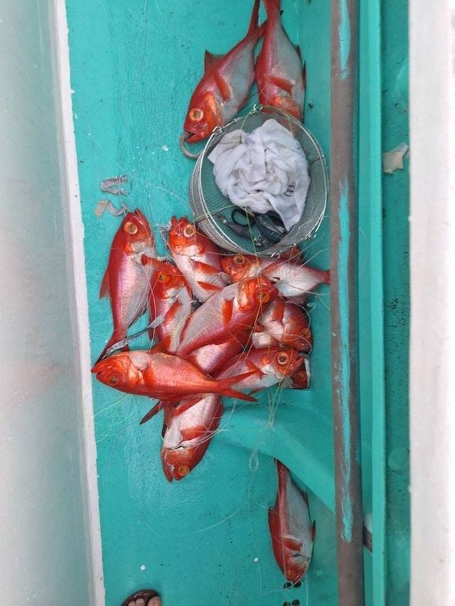 キンメ(キンメダイ)