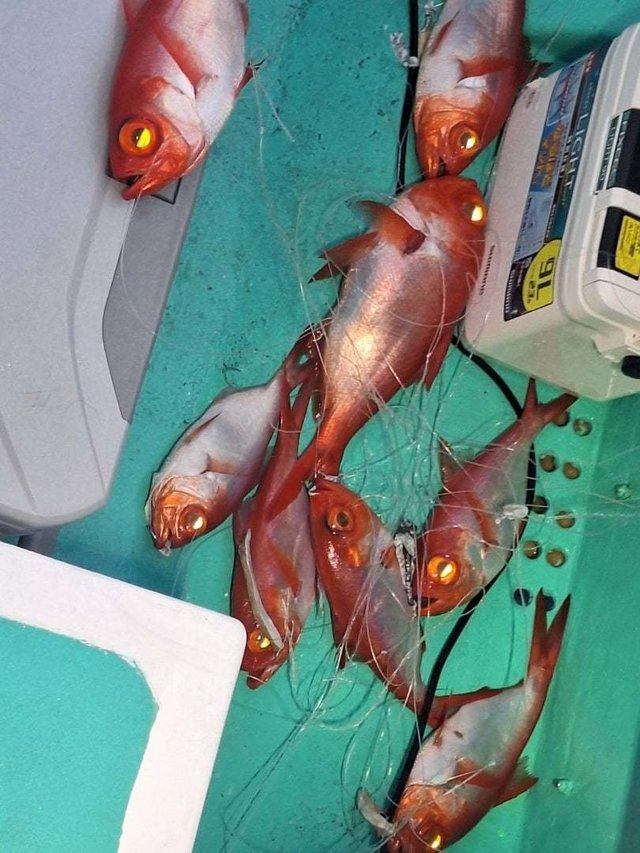 キンメ(キンメダイ)