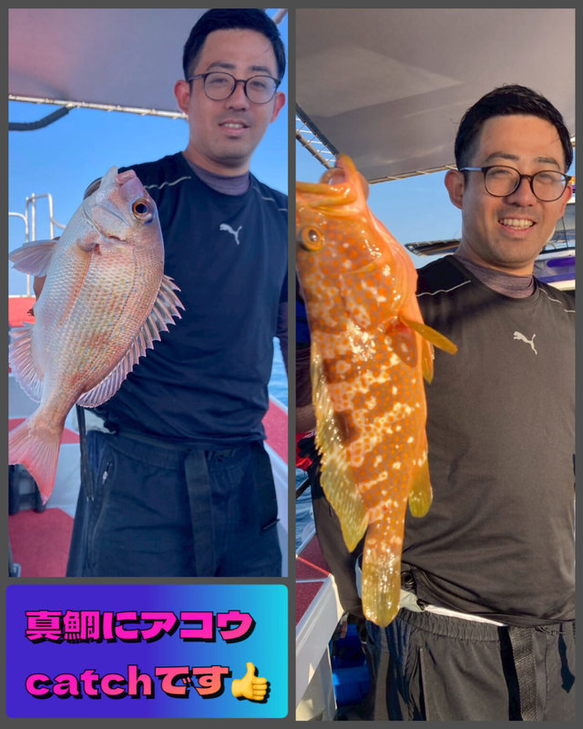 マダイ・アコウ(キジハタ)