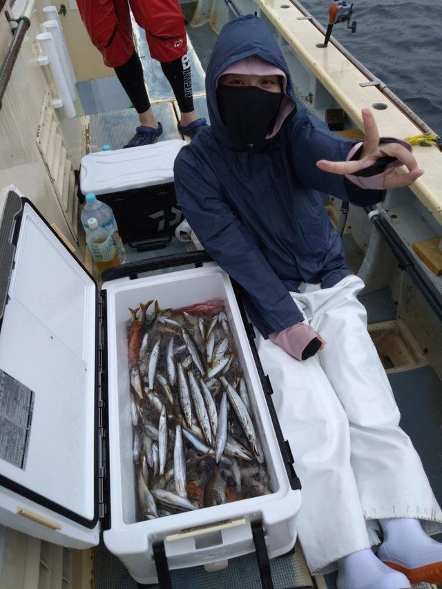 カマス(アカカマス)