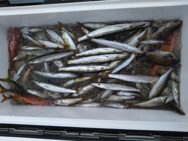 カマス(アカカマス)