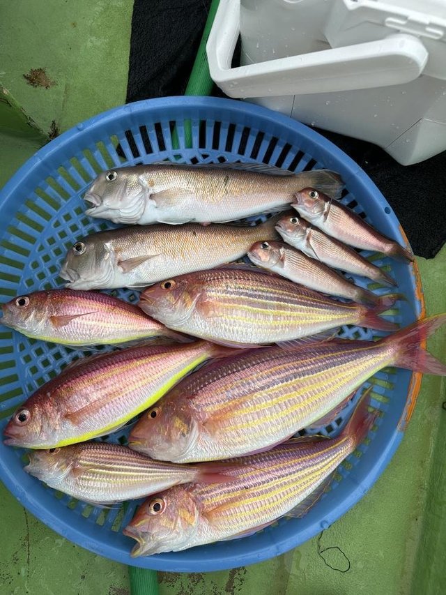 アマダイ(アカアマダイ)・イトヨリ(イトヨリダイ)