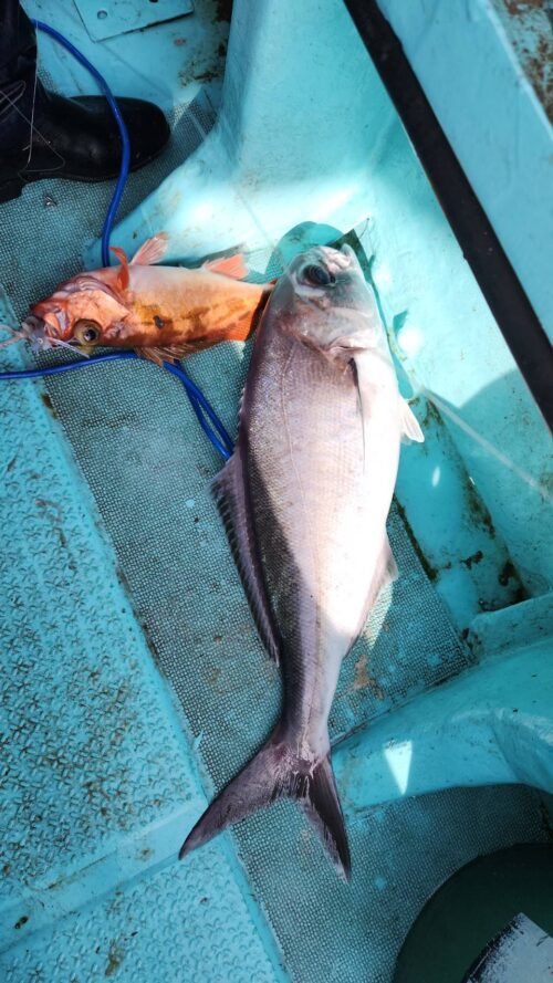 メダイ・オキメバル(ウスメバル)