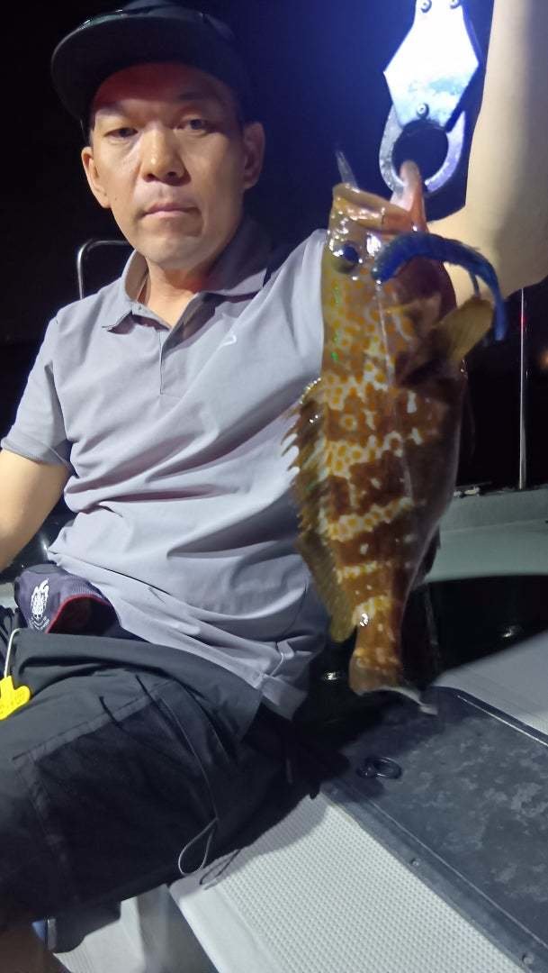 アコウ(キジハタ)