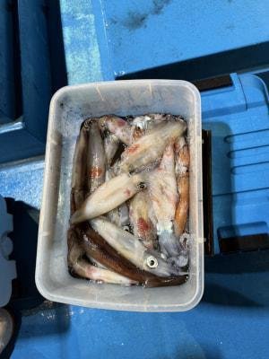 アカイカ(ケンサキイカ)・スルメイカ