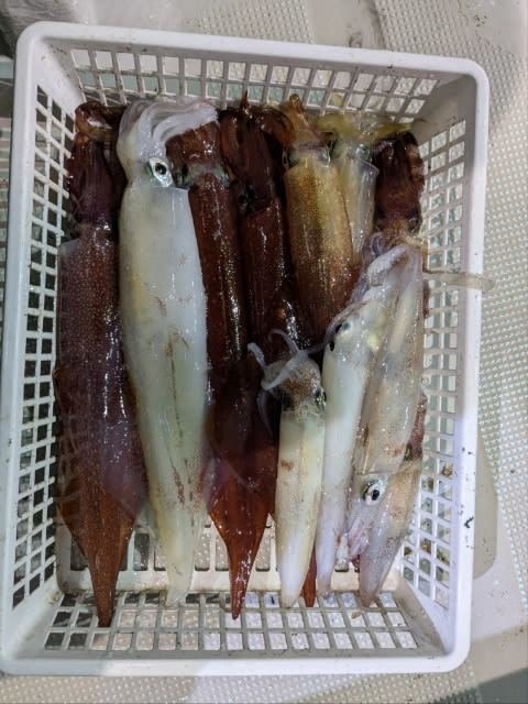 アカイカ(ケンサキイカ)