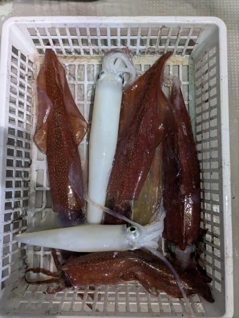 アカイカ(ケンサキイカ)