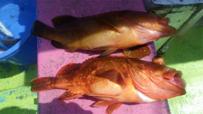 キジハタ・ウッカリカサゴ