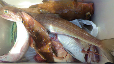 レンコダイ(キダイ)・ハナダイ(チダイ)・キジハタ・マエソ