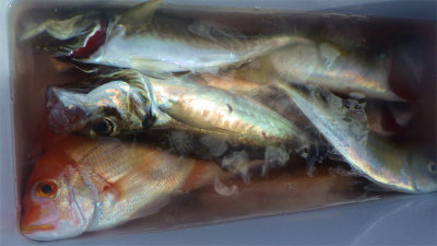 レンコダイ(キダイ)・アジ(マアジ)