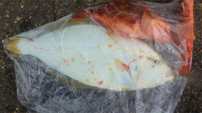 ウッカリカサゴ・ヒラメ