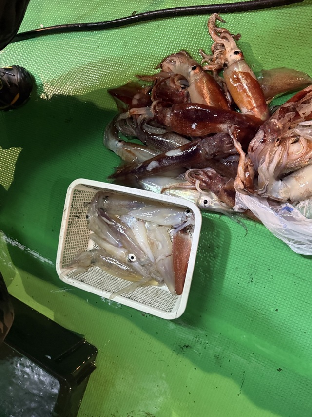 アカイカ(ケンサキイカ)・スルメイカ